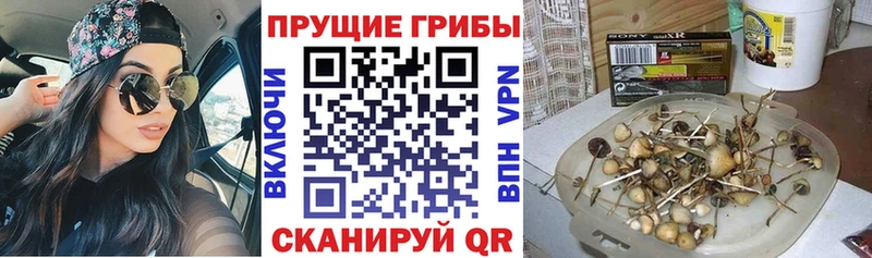 Псилоцибиновые грибы Psilocybe Липки